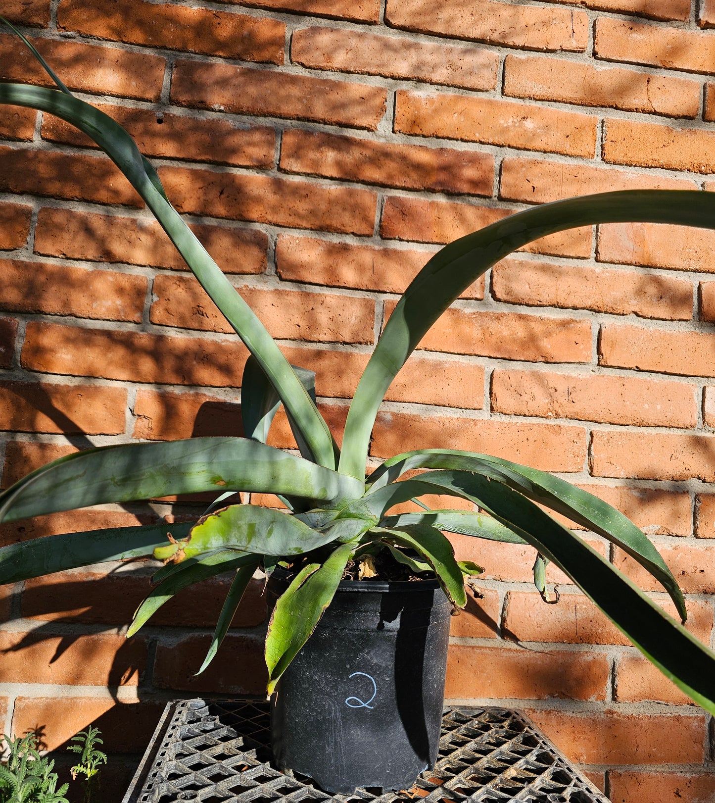 Octopus Agave Large #2