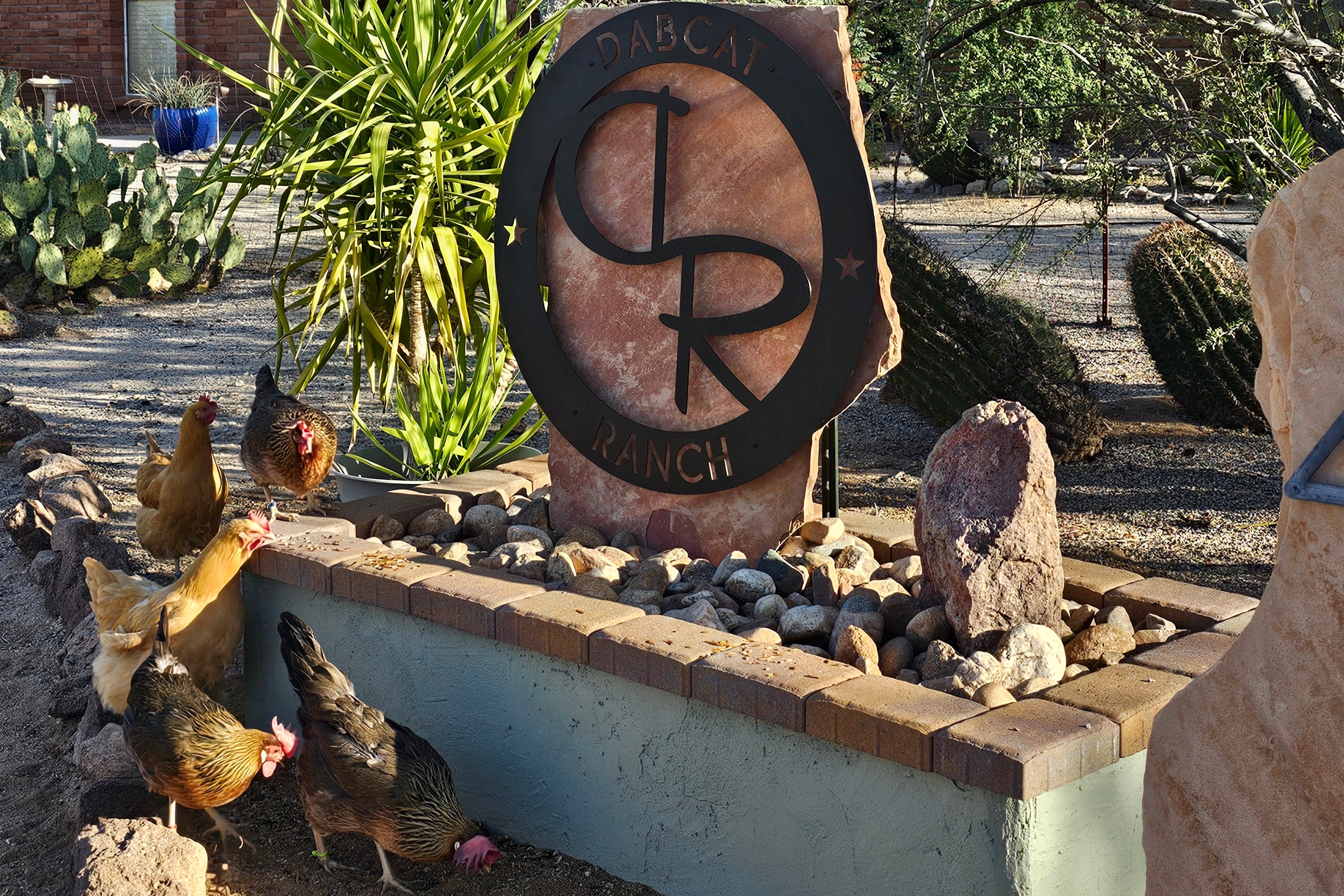 Chickens near the DabCat Ranch sign on a sunny day.