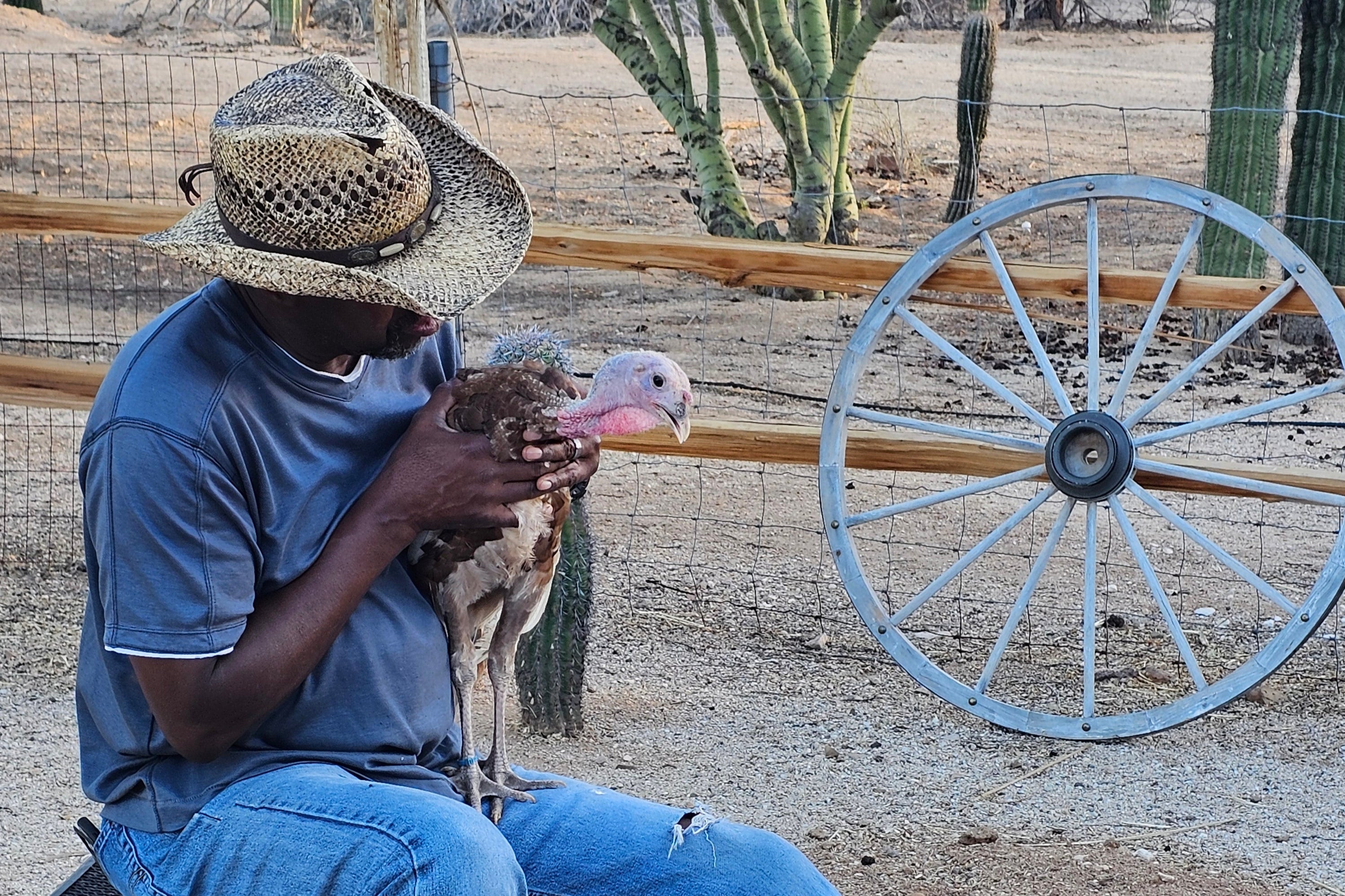 Person sitting on a stool with a turkey on their lap, near a wooden wheel and cacti.