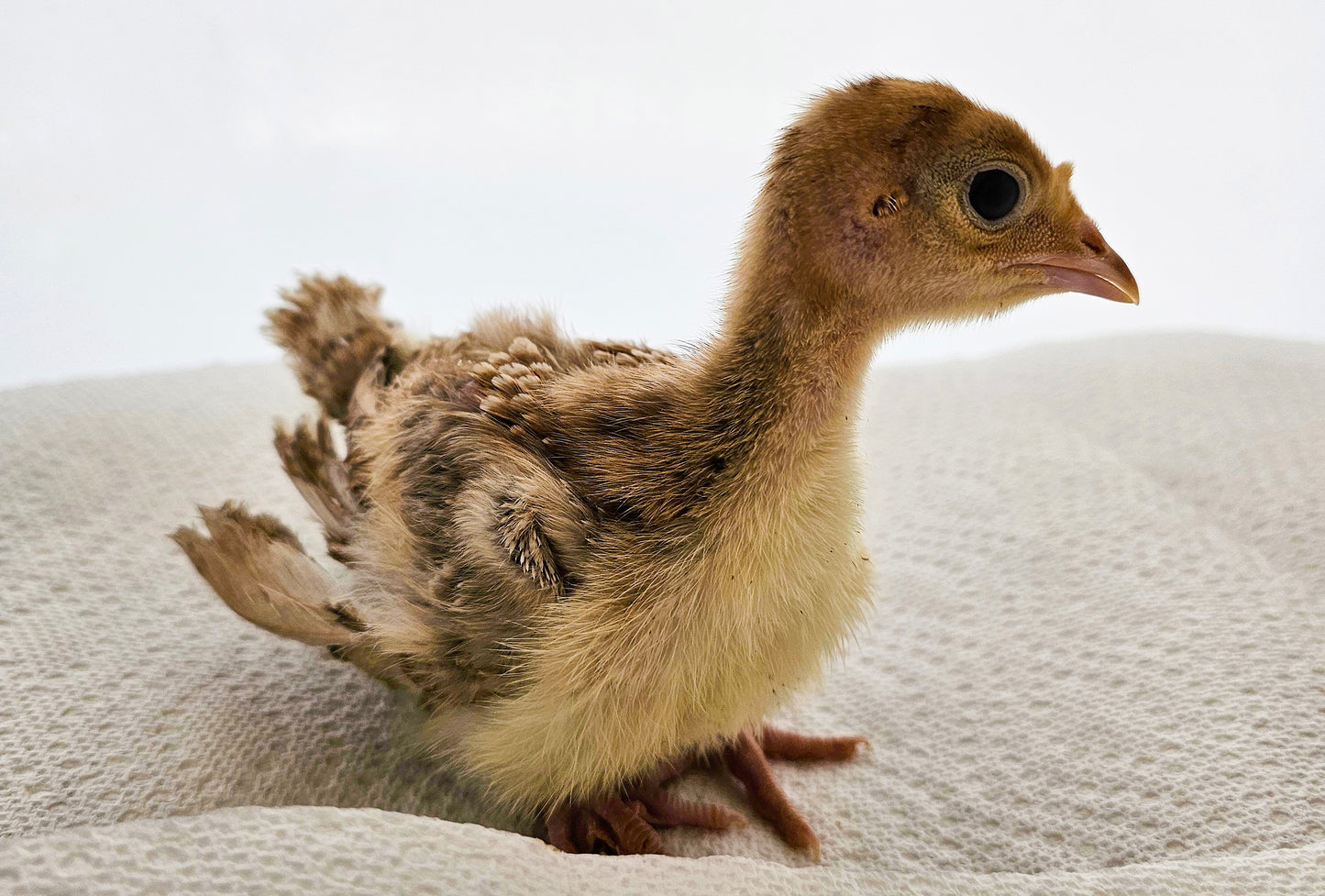 Bourbon Red Turkey Poults