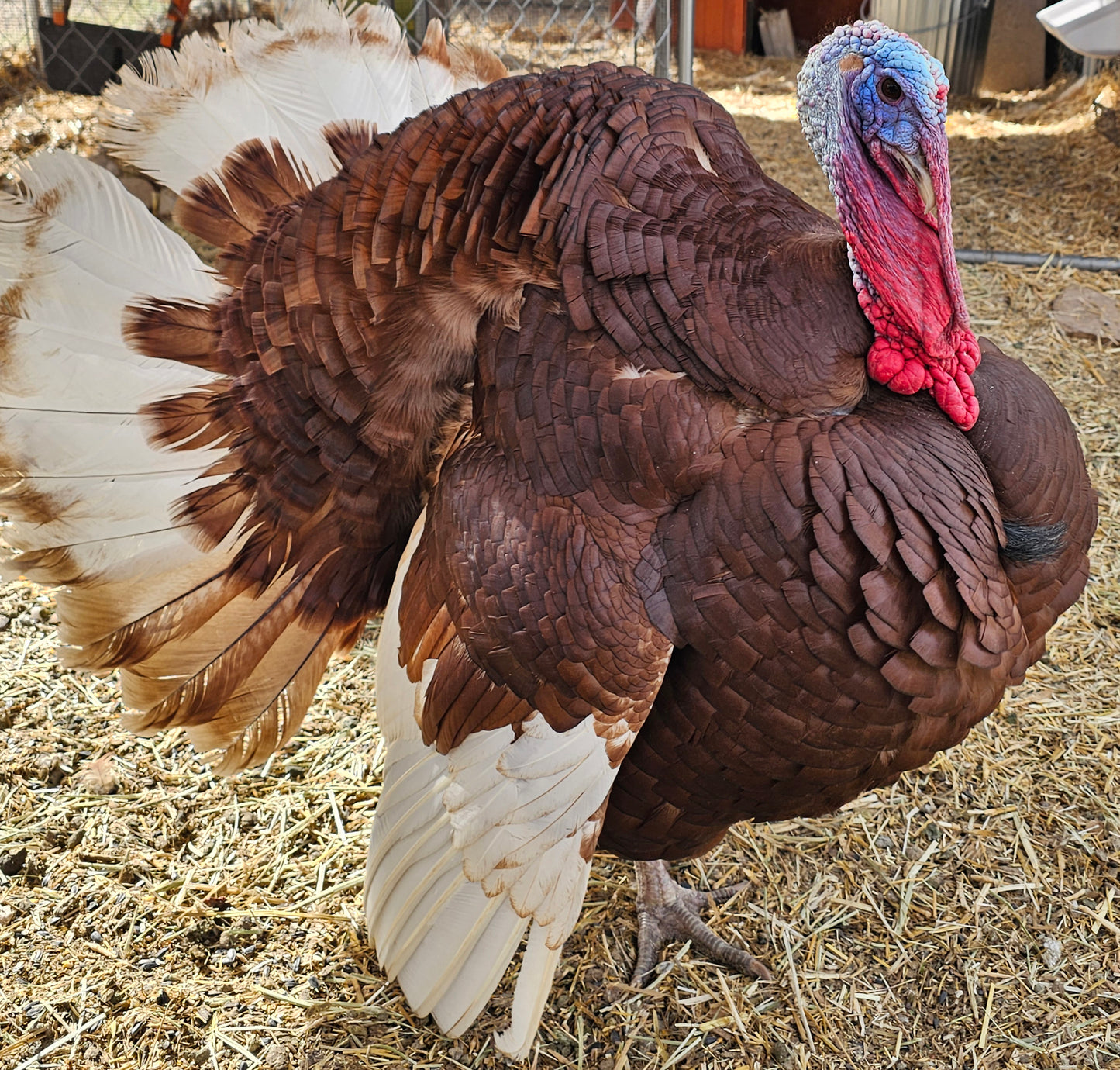 Bourbon Red Turkey Poults