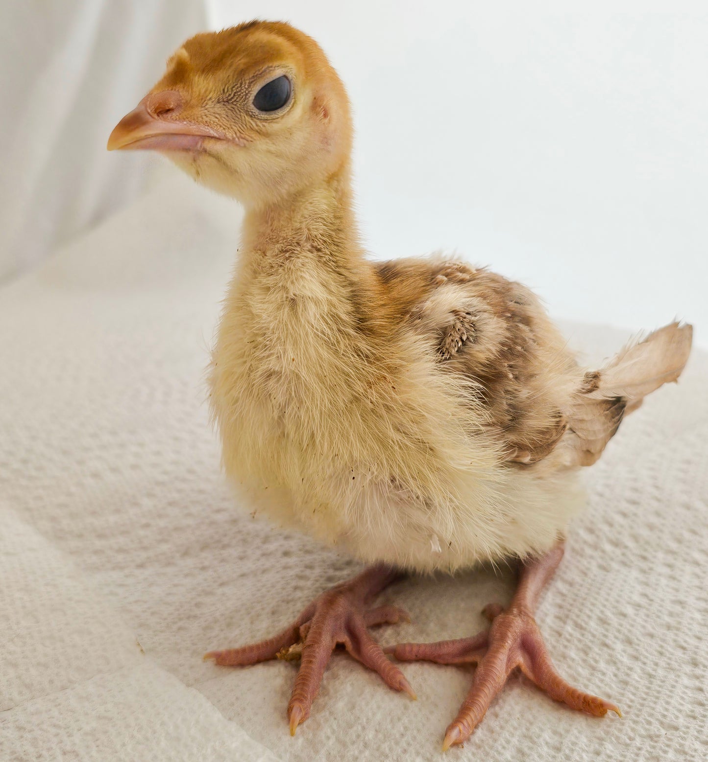 Bourbon Red Turkey Poults